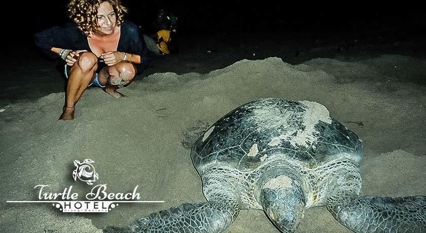 Turtle Beach Hotel Ujunggenteng Стая снимка